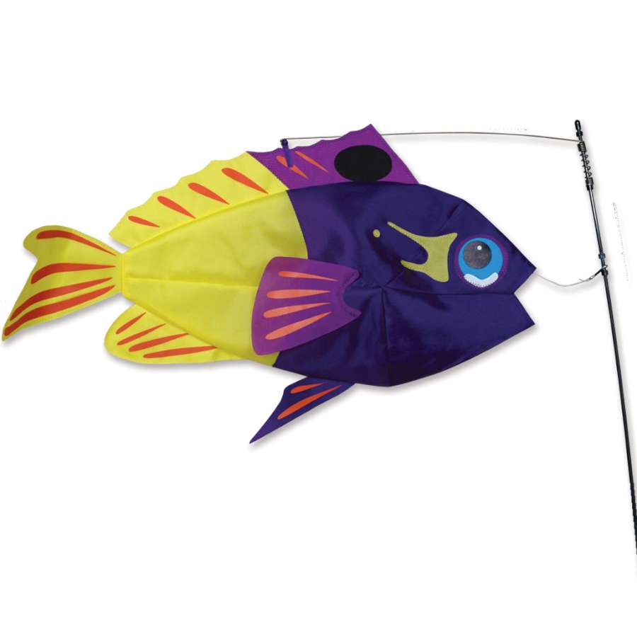 Fairy Basslet Swimming Fish